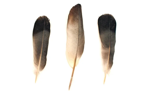 白い背景に隔離された羽 — ストック写真