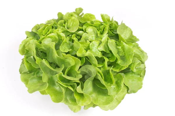 Fresh oak leaf lettuce isolated on white background — Stock Photo, Image