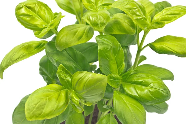 Herbal kemangi pada latar belakang putih — Stok Foto