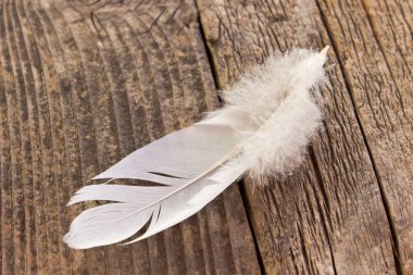 Eski ahşap arka plan üzerinde beyaz tüy