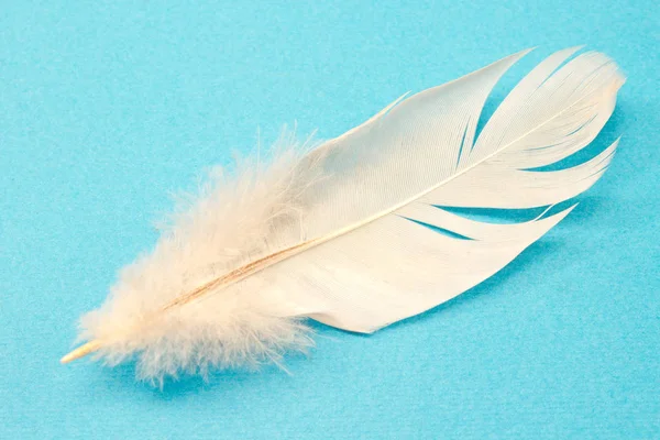White feather geïsoleerd op blauwe achtergrond — Stockfoto