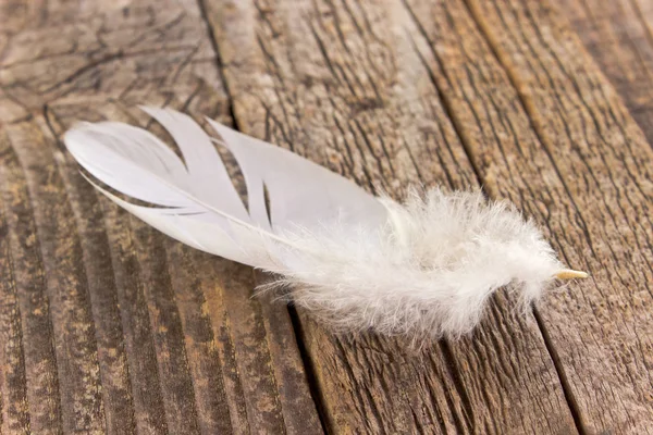 Plume blanche sur un vieux fond en bois — Photo