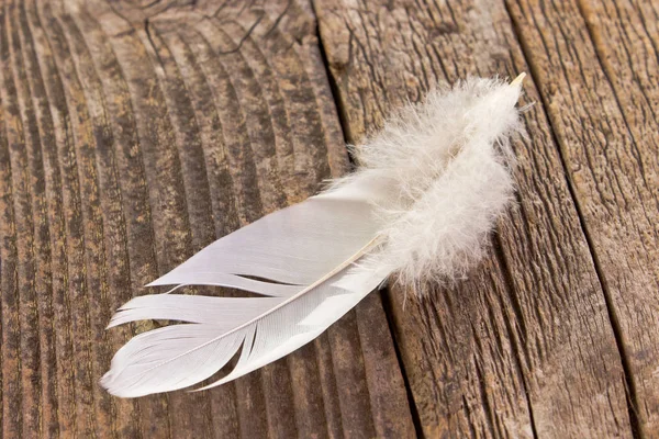 Eski ahşap arka plan üzerinde beyaz tüy