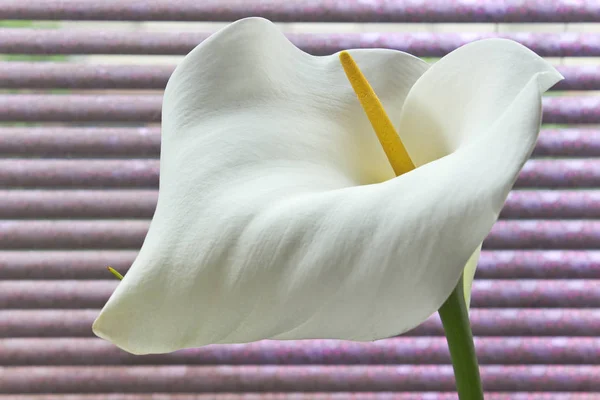 Calla lily çiçek (Zantedeschia) mor zemin üzerine — Stok fotoğraf