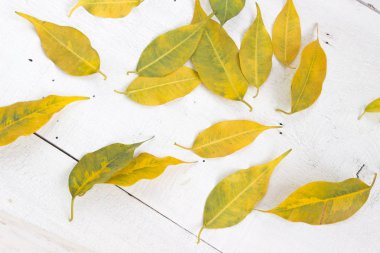 Beyaz ahşap zemin üzerine sarı sonbahar yaprakları