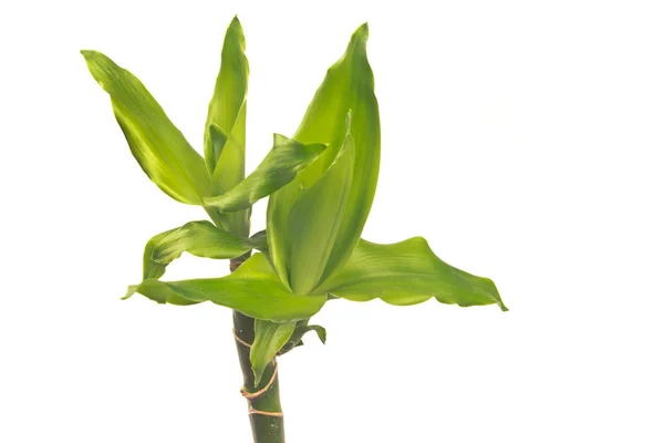 Planta de yuca de cerca aislada sobre fondo blanco — Foto de Stock