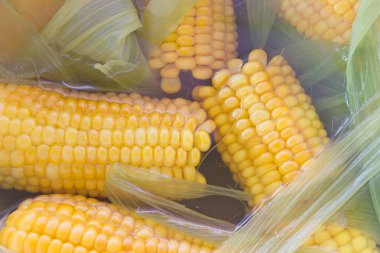 Pişmiş mısır koçanı suya yakın çekim