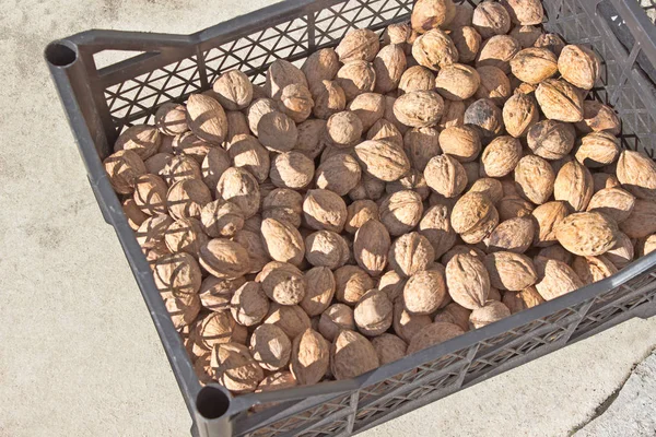 Walnuts pile in plastic crate — Stock Photo, Image