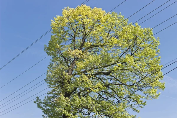 Couronne d'arbre ensoleillé avec câble électrique sur le ciel — Photo