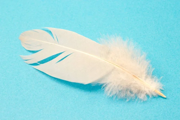 White feather geïsoleerd op blauwe achtergrond — Stockfoto