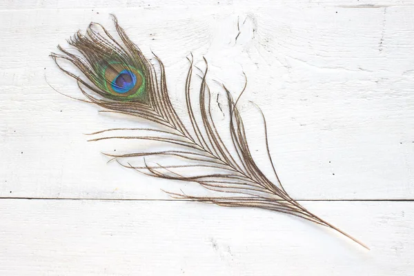 Peacock feather on white wooden background — Stock Photo, Image
