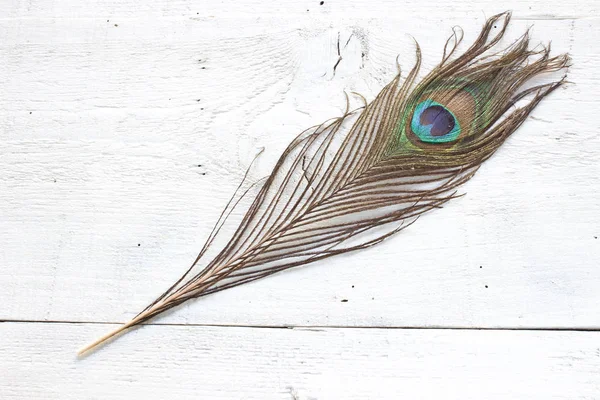 Peacock feather on white wooden background — Stock Photo, Image