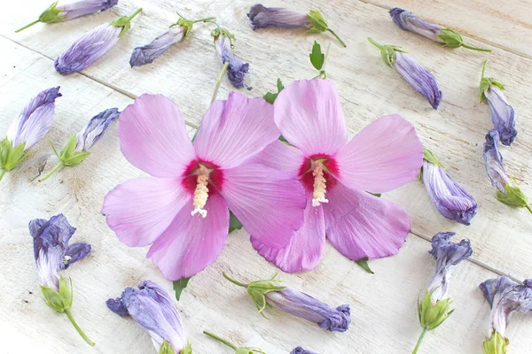 Fiori di ibisco e petali appassiti su sfondo di legno bianco — Foto Stock