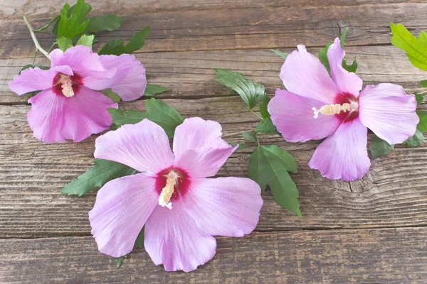 Fiore di ibisco su sfondo di legno — Foto Stock