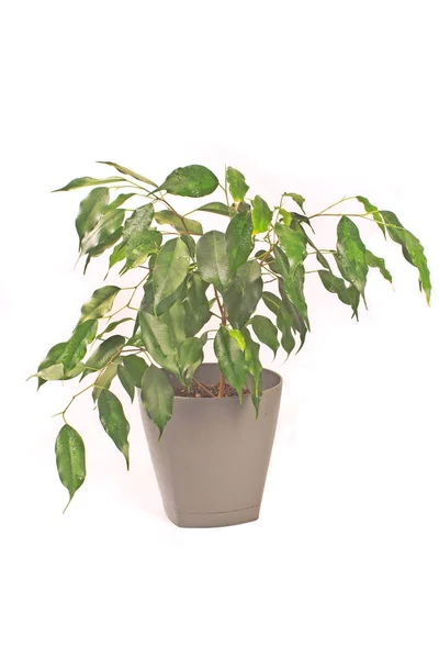 Ficus benjamin planta aislada en blanco — Foto de Stock