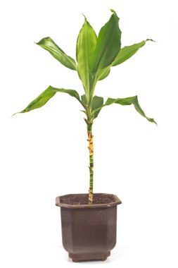 Yucca bitki tencerede beyaz izole