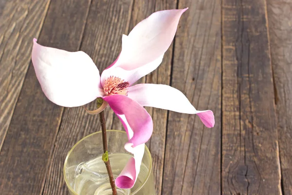 Magnolia fiore in vaso di vetro su sfondo di legno — Foto Stock