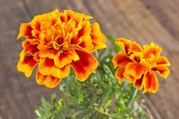 Afrikaantje melde - Frans Goudsbloem bloem close-up op houten rug — Stockfoto