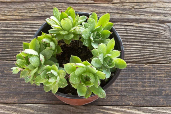 Pianta Houseleek in vaso su sfondo di legno — Foto Stock