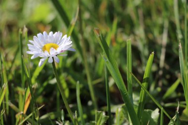 Biarritz şehrinde güzel papatyalar