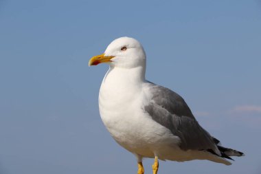 Bir martı balığı bekliyor.