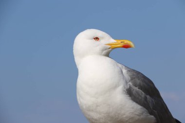 Bir martı balığı bekliyor.