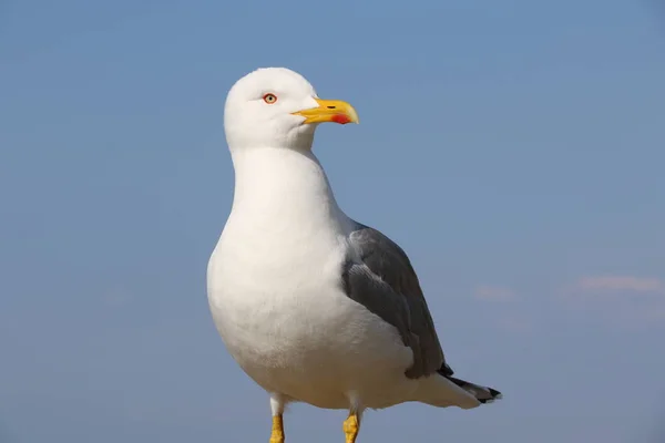 Una Gaviota Esperando Los Peces — Foto de Stock