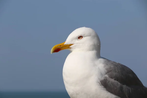 魚を待っているカモメ — ストック写真