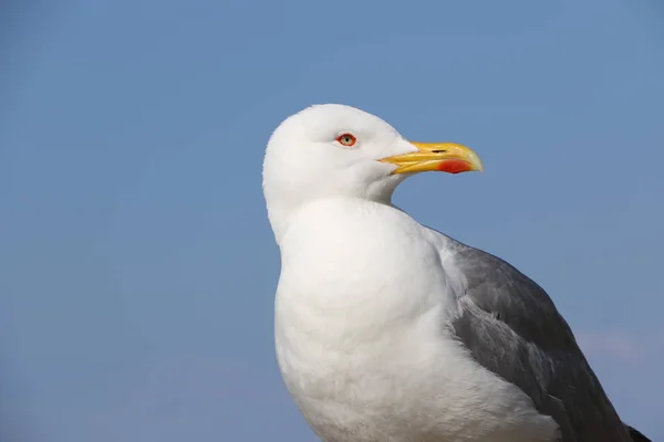 魚を待っているカモメ — ストック写真