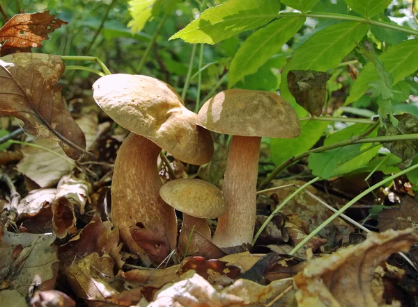 Tres hermanos boletus en el bosque — Foto de Stock