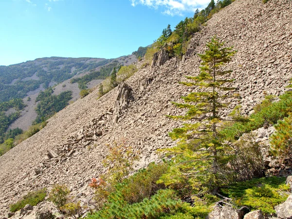 Lysaya dağın yamacında. Rusya, Güney Primorsky krai.