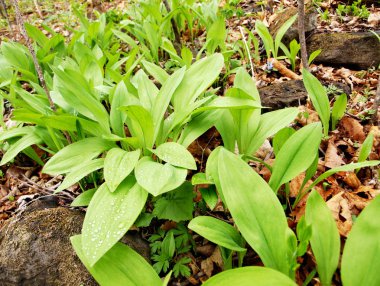 Bahar Orman - Allium ursinum yabani sarımsak