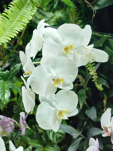 White flowers of Phalaenopsis Orchids — Stock Photo, Image