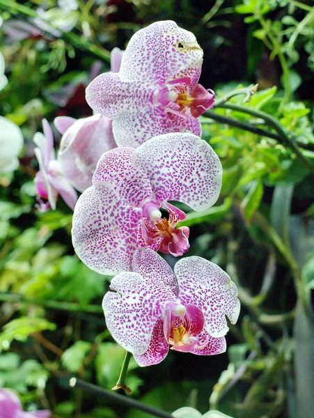 Różowe kwiaty storczyki Phalaenopsis — Zdjęcie stockowe