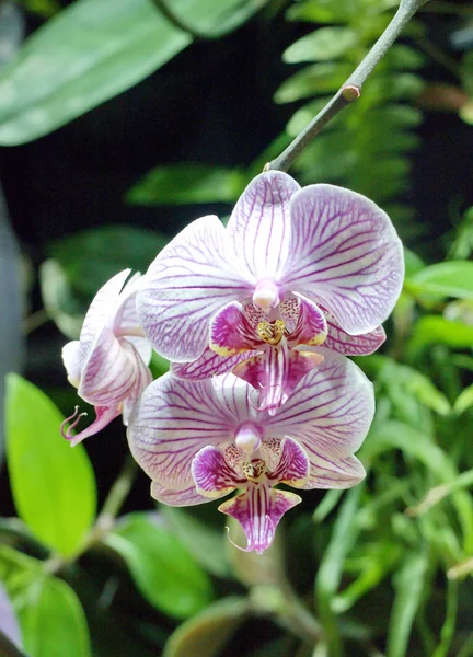 Pink flowers of Phalaenopsis Orchids — Stock Photo, Image