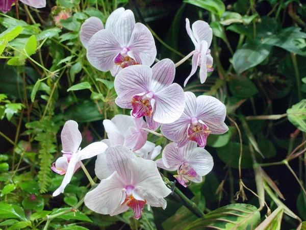Rosa Blüten der Phalaenopsis-Orchideen — Stockfoto