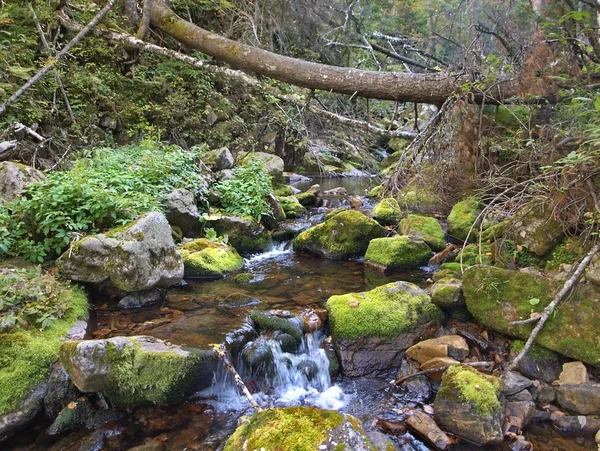 Taiga berg rivier. — Stockfoto