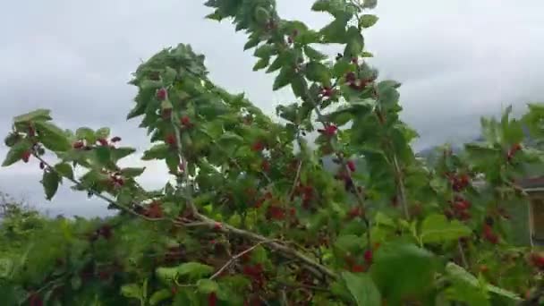 Mulberry tree in windy weather — Stock Footage Mulberry tree in windy weather Video Clip