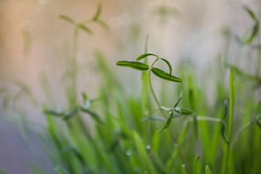 Su damlalı yeşil çimen