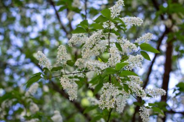 Güzel kuş kiraz ağacının yakın plan görüntüsü ve yumuşak beyaz çiçekler.