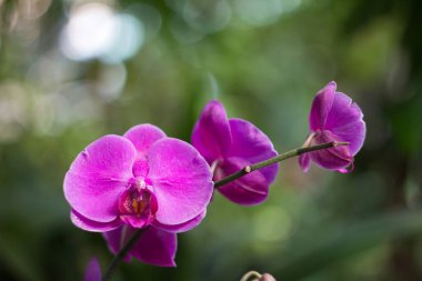 Botanik bahçesinde pembe orkide dalı