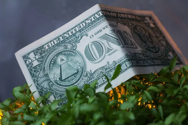 Das Papier Ein Dollar Liegt Grünen Gras — Stockfoto