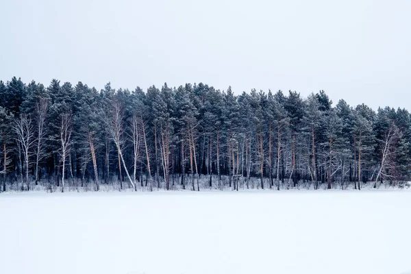 Campo de inverno com a linha da floresta azul Imagens De Bancos De Imagens Sem Royalties