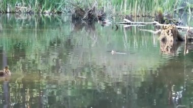 Vahşi ördekler gölde yüzer.