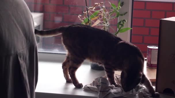 Bengaalse kat loopt op het raam in de keuken — Stockvideo