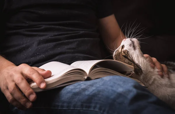 Kanepede Kedi Kucaklaşmasıyla Kitap Okumak — Stok fotoğraf