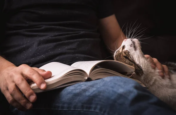 Čtení Knihy Pohovce Mazlením Kočky Stock Obrázky