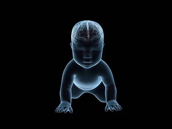 3D рентген ползающего ребенка с мозгом внутри . — стоковое фото