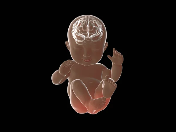 脑内婴儿 x 射线 graphic.3d 呈现 — 图库照片