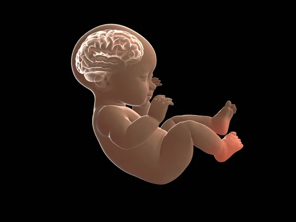 Hjärnan av baby röntgen graphic.3d rendering — Stockfoto